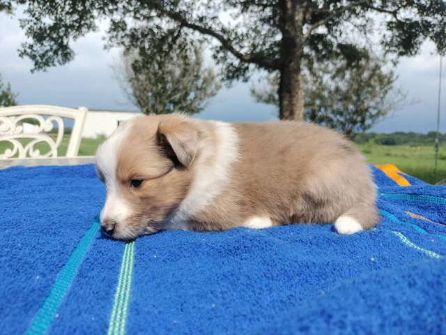AKC Blue Merle and Sable Shetland sheepdog puppies for sale - 7/20