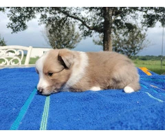 AKC Blue Merle and Sable Shetland sheepdog puppies for sale - 7