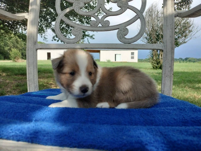 AKC Blue Merle and Sable Shetland sheepdog puppies for sale - 8/20