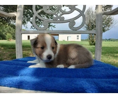 AKC Blue Merle and Sable Shetland sheepdog puppies for sale - 8