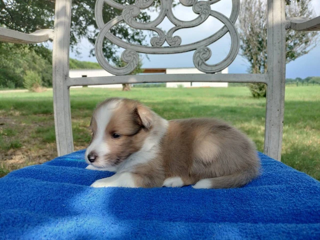 AKC Blue Merle and Sable Shetland sheepdog puppies for sale - 9/20