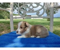 AKC Blue Merle and Sable Shetland sheepdog puppies for sale - 9