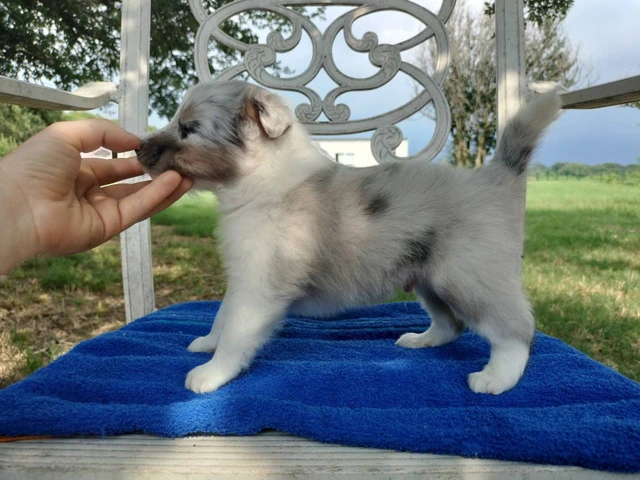 AKC Blue Merle and Sable Shetland sheepdog puppies for sale - 10/20