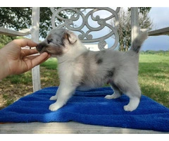 AKC Blue Merle and Sable Shetland sheepdog puppies for sale - 10