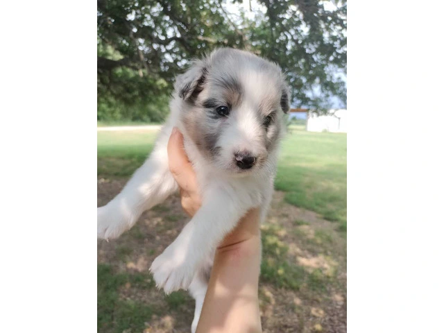 AKC Blue Merle and Sable Shetland sheepdog puppies for sale - 11/20