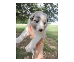 AKC Blue Merle and Sable Shetland sheepdog puppies for sale - 11