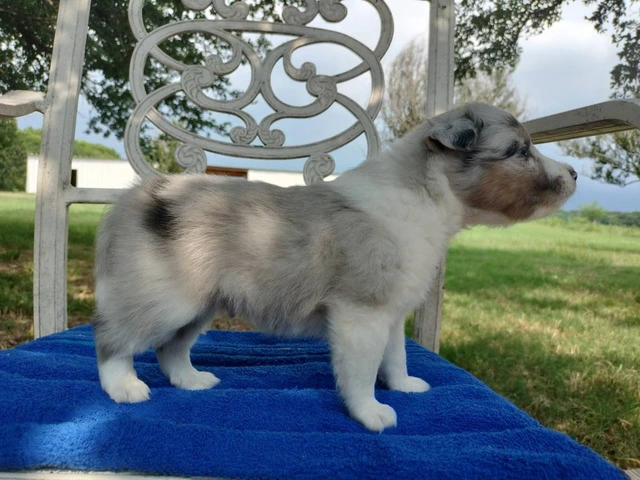 AKC Blue Merle and Sable Shetland sheepdog puppies for sale - 12/20