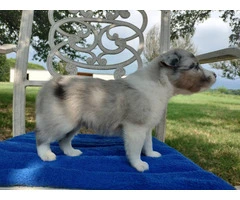 AKC Blue Merle and Sable Shetland sheepdog puppies for sale - 12