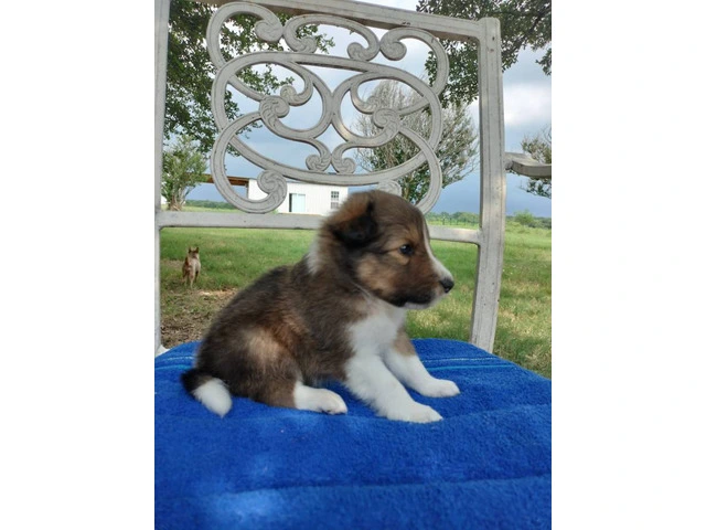 AKC Blue Merle and Sable Shetland sheepdog puppies for sale - 13/20
