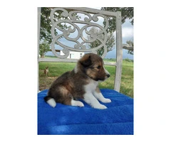 AKC Blue Merle and Sable Shetland sheepdog puppies for sale - 13