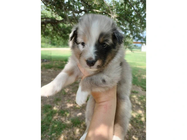 AKC Blue Merle and Sable Shetland sheepdog puppies for sale - 15/20