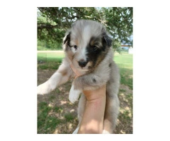 AKC Blue Merle and Sable Shetland sheepdog puppies for sale - 15