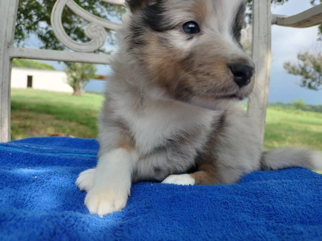AKC Blue Merle and Sable Shetland sheepdog puppies for sale - 16/20