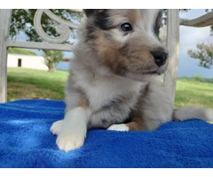 AKC Blue Merle and Sable Shetland sheepdog puppies for sale - 16