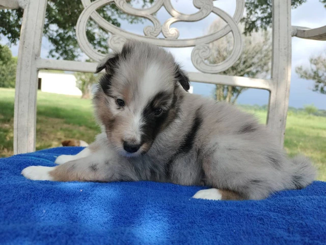 AKC Blue Merle and Sable Shetland sheepdog puppies for sale - 17/20
