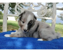 AKC Blue Merle and Sable Shetland sheepdog puppies for sale - 17
