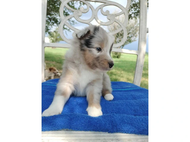 AKC Blue Merle and Sable Shetland sheepdog puppies for sale - 18/20