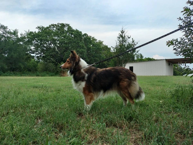 AKC Blue Merle and Sable Shetland sheepdog puppies for sale - 19/20