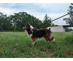 AKC Blue Merle and Sable Shetland sheepdog puppies for sale - 19