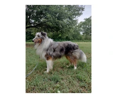 AKC Blue Merle and Sable Shetland sheepdog puppies for sale - 20