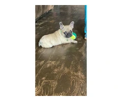 Family Raised French Bulldogs for Sale: Limited Availability on a Small Ranch - 2