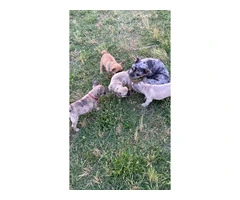 Family Raised French Bulldogs for Sale: Limited Availability on a Small Ranch - 3