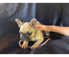 Family Raised French Bulldogs for Sale: Limited Availability on a Small Ranch - 4