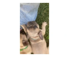 Family Raised French Bulldogs for Sale: Limited Availability on a Small Ranch - 8