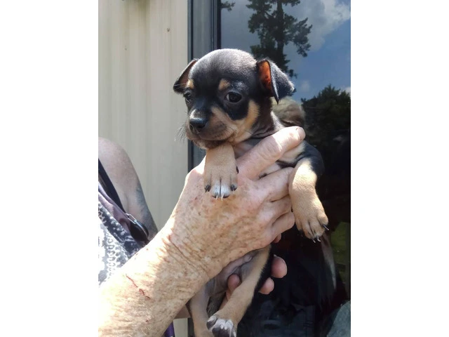 Full Blooded Male Chihuahua Puppies Available for Responsible Home - 1/5