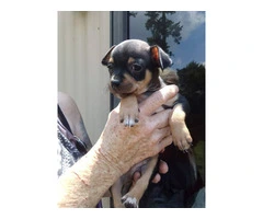 Full Blooded Male Chihuahua Puppies Available for Responsible Home