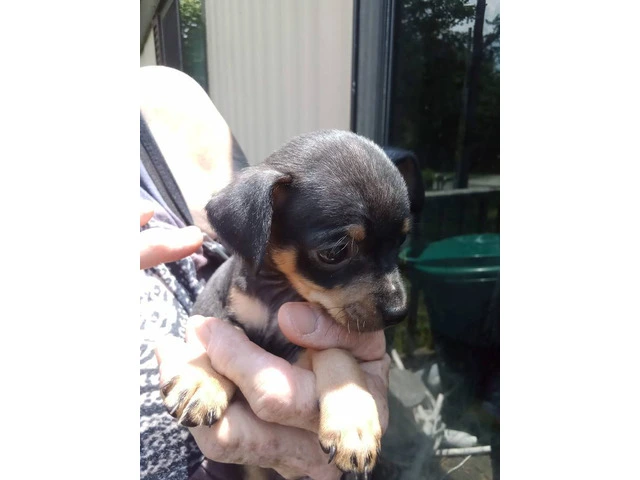 Full Blooded Male Chihuahua Puppies Available for Responsible Home - 2/5