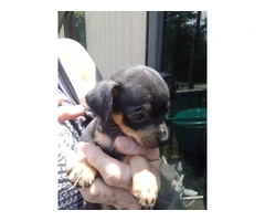 Full Blooded Male Chihuahua Puppies Available for Responsible Home - 2