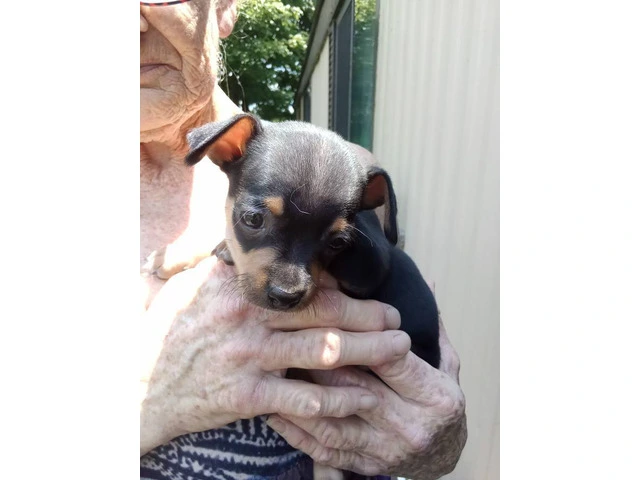Full Blooded Male Chihuahua Puppies Available for Responsible Home - 3/5