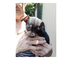 Full Blooded Male Chihuahua Puppies Available for Responsible Home - 3