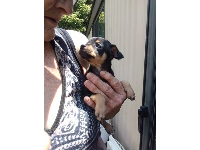 Full Blooded Male Chihuahua Puppies Available for Responsible Home - 4/5