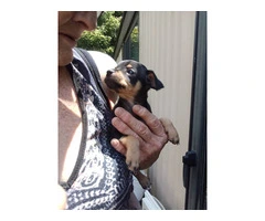 Full Blooded Male Chihuahua Puppies Available for Responsible Home - 4