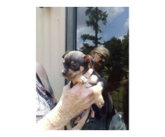 Full Blooded Male Chihuahua Puppies Available for Responsible Home - 5