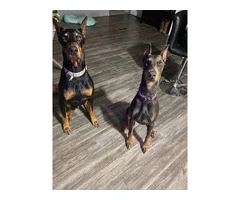 Doberman Puppies for Sale: 6 Weeks Old, Dewormed, and Vaccinated