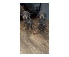 Doberman Puppies for Sale: 6 Weeks Old, Dewormed, and Vaccinated - 2