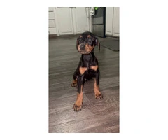 Doberman Puppies for Sale: 6 Weeks Old, Dewormed, and Vaccinated - 3