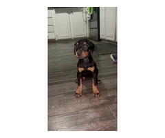 Doberman Puppies for Sale: 6 Weeks Old, Dewormed, and Vaccinated - 4