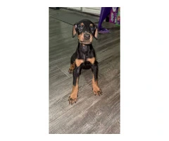 Doberman Puppies for Sale: 6 Weeks Old, Dewormed, and Vaccinated - 5