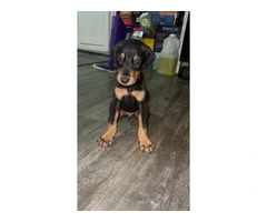 Doberman Puppies for Sale: 6 Weeks Old, Dewormed, and Vaccinated - 6