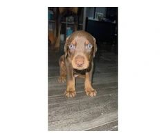 Doberman Puppies for Sale: 6 Weeks Old, Dewormed, and Vaccinated - 7