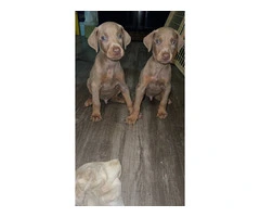 Doberman Puppies for Sale: 6 Weeks Old, Dewormed, and Vaccinated - 8