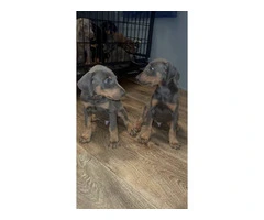 Doberman Puppies for Sale: 6 Weeks Old, Dewormed, and Vaccinated - 9
