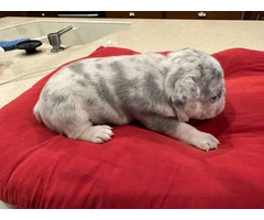 2 French Bulldog Puppies in Exotic Colors - Ready for Rehoming - 8