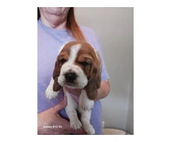 AKC Registered Female Basset Hound Puppies - Vet Checked, Vaccinated