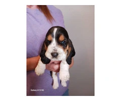 AKC Registered Female Basset Hound Puppies - Vet Checked, Vaccinated - 2
