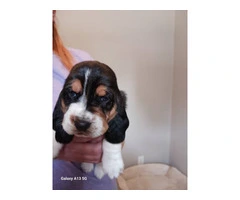 AKC Registered Female Basset Hound Puppies - Vet Checked, Vaccinated - 3